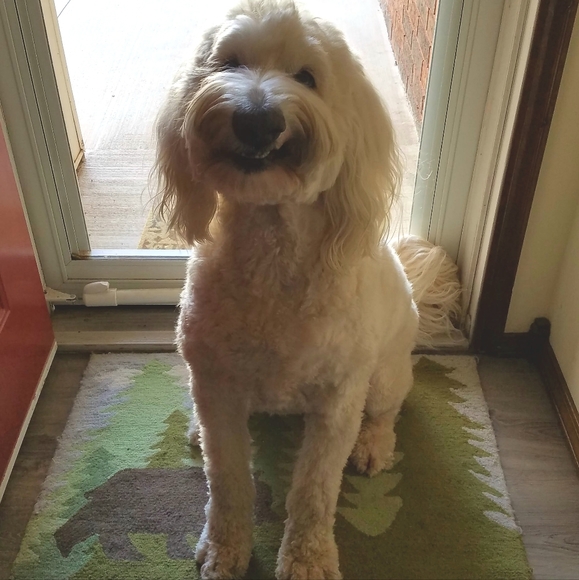 Meet your Posher, Cindy - Picture 1 of 1